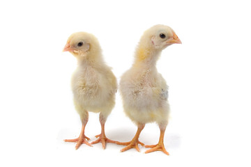Yellow chickens