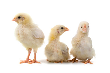 Yellow chickens