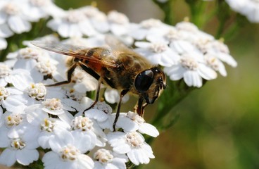 Biene