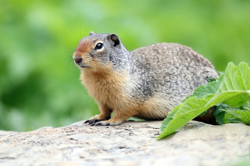 Columbian Ground Squirrel