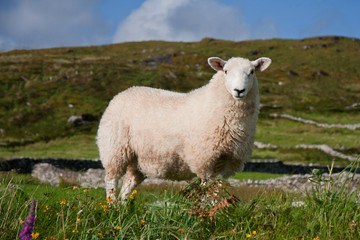 Einsames Schaf