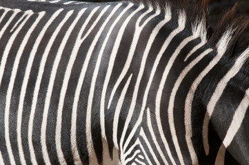 Fototapeta na wymiar Rysunek zebra