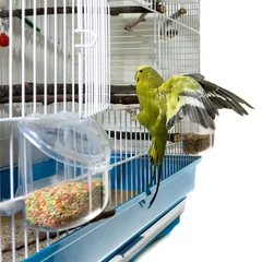 Papier Peint photo Oiseaux en cages oiseau canari