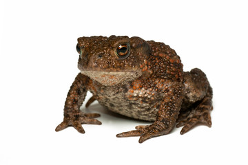 Small toad on white background facing the photographer