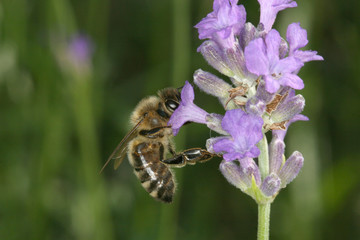 bee sitting on lavender