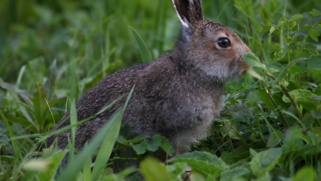 hare eats a grass