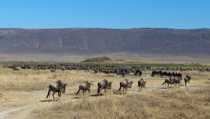 gnu and zebras in Ngorongoro crater - obrazy, fototapety, plakaty