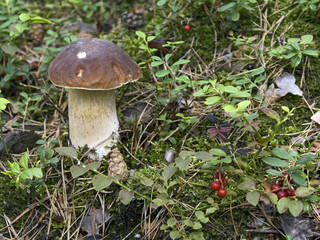 Steinpilz mit Preiselbeeren