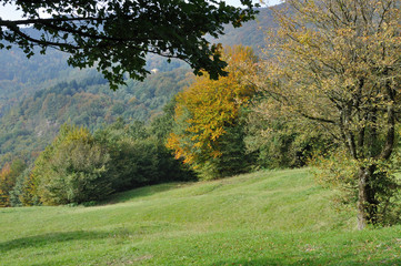 Fototapeta na wymiar autumn meadows #1, cisa