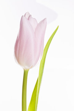 Pink tulip on white