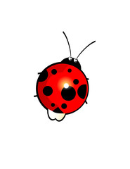 Ladybird