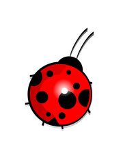 Ladybird