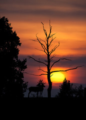 cerf brame soir crépuscule soleil ombre silhouette arbre mammif
