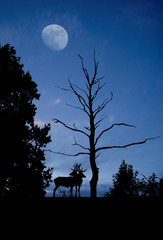 cerf brame forêt nuit silhouette mammifère sauvage lune cervid
