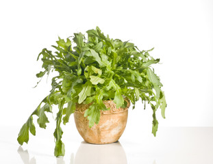 Naklejka premium Green ruccola in a pot