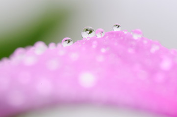 花びらに付いた小さな水滴