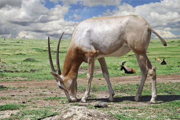 Naklejka premium antilope nel parco Masai Mara