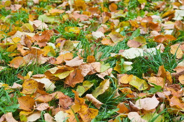 Autumn leaves on a grass