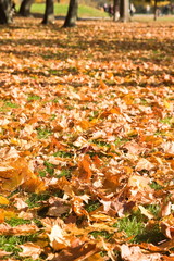 Autumn maple leaves on a grass
