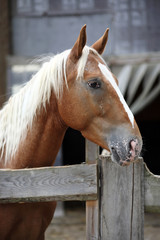 Fototapeta premium Lichtfuchs