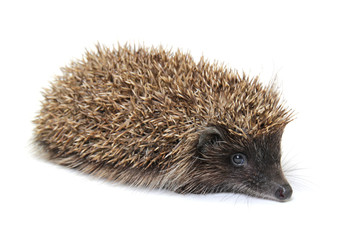 Little hedgehog on white background