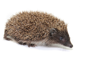 Little hedgehog on white background