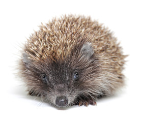 Little hedgehog on white background