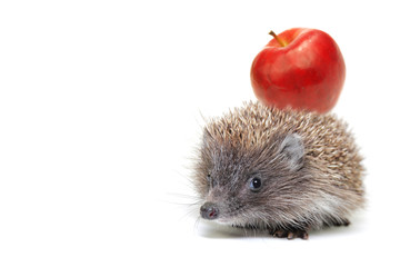 Little hedgehog with an apple on a white background