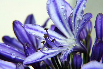 Agapanthus afriicanus © fotoping