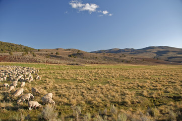 Fototapeta na wymiar flock of sheep in open landscape farm scenery
