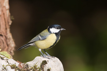 Mésange charbonnière