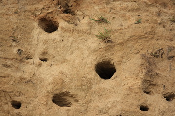 Uferschwalben Höhlen