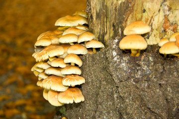 Schwefelk&ouml;pfchen