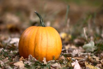 pumpkin in park