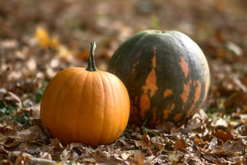 pumpkins in park