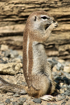 Cape Ground Squirrel