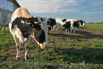 K&uuml;he in Weide vor Stall