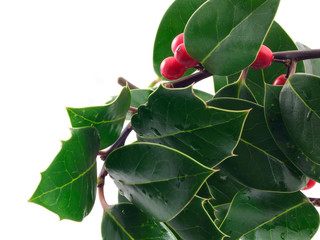 Holly