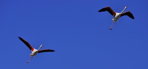 Vol de flamants rose