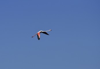 Vol de flamant rose