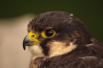 Blue Peregrine