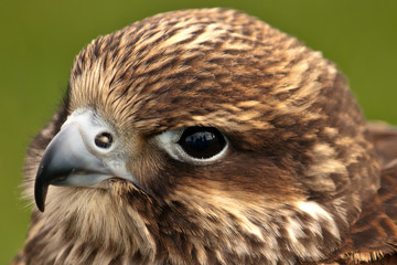 Peregrine Falcon