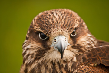 peregrine