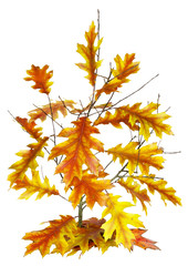 Isolated tree for Halloween