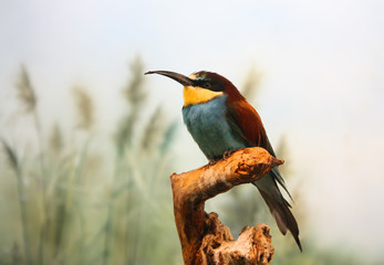 Птица щурка золотистая на ветке