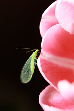 Chrysopa on the tulip leaf