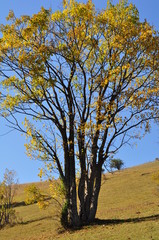 Autumn tree in a field