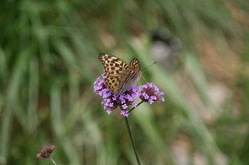 Papillon butinant (Japon)