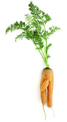 Carrot-boy