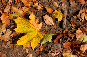 close up of colorful autumn maple leaf
